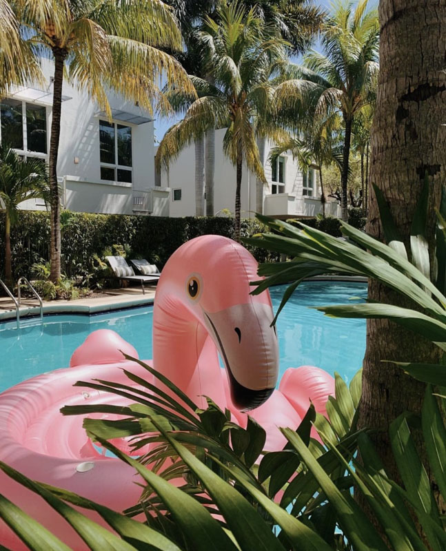 Pink flamingo in pool